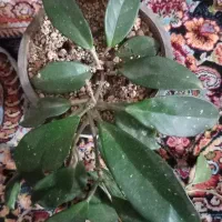 گل طبیعی|گل و گیاه طبیعی|قائن, |دیوار