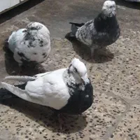 چندعددکبوتر|پرنده|ایلام, |دیوار