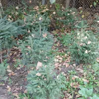 انواع کاج|گل و گیاه طبیعی|کلاردشت, |دیوار