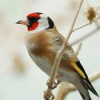 سهره معاوضه