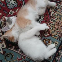 گربه دو ماهه برای واگذاری