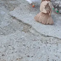 کبوتر زرد نر شلاقی