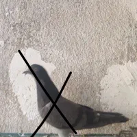 کبوتر پرشی|پرنده|فردیس, شهرک ناز|دیوار