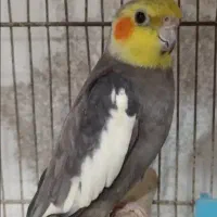 حراج حراج معاوضه با عروس هلندی ماده