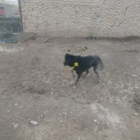 سگ‌سرابی|سگ|ایجرود, |دیوار