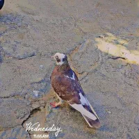 یک کبوتر شازده و یک کات تهرانی