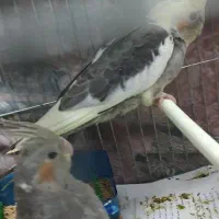 جوجه عروس هلندی مناسب دستی کردن|پرنده|چناران, |دیوار