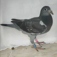 سبز پلاکی مسافتی