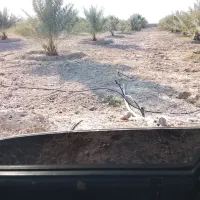 کارگر باغ هستم باغ جهرم باشه