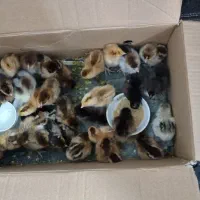 جوجه یک روزه گلپایگانی اصلاح نژاد شده