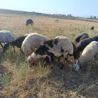 قوچ پلنگی|حیوانات مزرعه|مشهد, هفده شهریور|دیوار