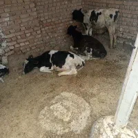 گوساله ماده