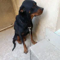 سگ روتوایلر و هاسکی