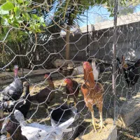 لاری|حیوانات مزرعه|فهرج, |دیوار