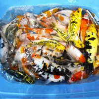 همه نژادهای ماهی کوی ایرانی و وارداتی 5 تا ۸۰سانت