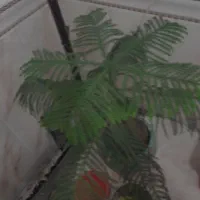 گل اپارتمان|گل و گیاه طبیعی|ملایر, |دیوار