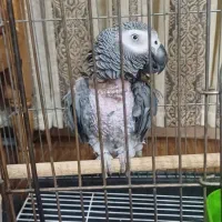 کاسکو نر ۸ ساله پر حرف باهوش و بسیار درشت