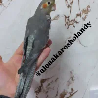 عروس هلندی( سالن ) فول اهلی|پرنده|خوی, |دیوار