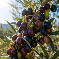 نهال زیتون سیاه با هدیه ویژه خرید|حراج|رودبار, |دیوار