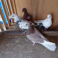 کبوتر ساعتی