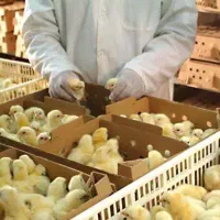 فروش ویژه جوجه گوشتی راس۳۰۸ صادراتی