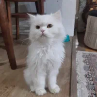 واگذاری گربه پرشین اصیل