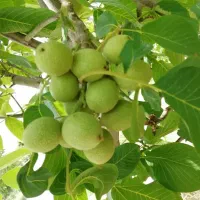 گردو ژنوتیپ 7