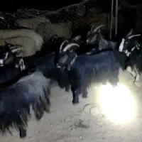 14 راس بز درجه یک بختیاری