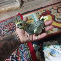 جوجه عروس هلندی چشم درشت