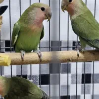 کوتوله