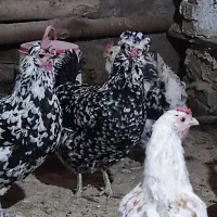 6 عدد مرغ گلین لری ریشو|حیوانات مزرعه|بوئین زهرا, |دیوار