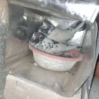 کفتر