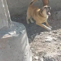 سگ سرابی