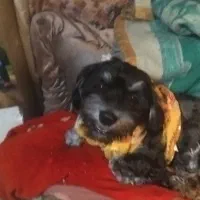 سگ شیتز تریر|حیوانات|تهران, قیام|دیوار