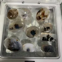 شجر های زیبا