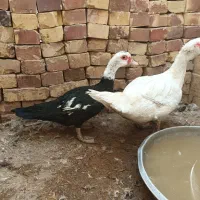 قوغاز و مرغ و خروس|حیوانات مزرعه|زابل, |دیوار