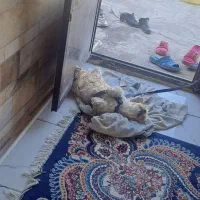 گمشده