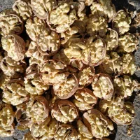 شکستن گردو