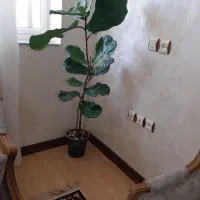 گل فیکوس لیراتا