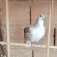 سه عدد گرفتنی . هر سه نر|پرنده|سبزوار, شهرک اندیشه|دیوار