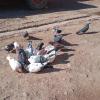 کبوترای بسیار سالم|پرنده|افشار, |دیوار