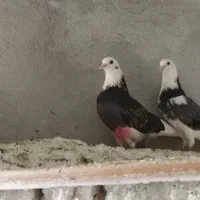 کفتر پرشی شازده