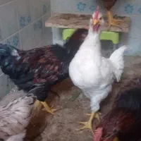 خروس|حیوانات مزرعه|سبزوار, گلشن|دیوار