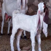 بزگلابی کهره سانن
