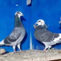 کفترابلغ المانی وزاغ ابادانی|پرنده|مینودشت, |دیوار