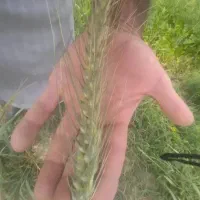 فروش زمین کشاورزی|فروش دفتر صنعتی، کشاورزی، تجاری|حمیدیه, |دیوار