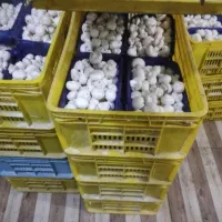 پخش عمده قارچ فله و بسته بندی|عمدهفروشی|قم, بوستان علوی|دیوار