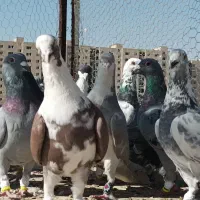 15جفت کفتر دست اولی شب بازی|پرنده|شیراز, سهل‌آباد|دیوار