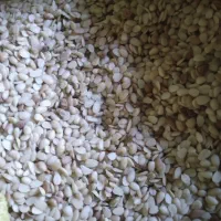 وشک با قیمت مناسب