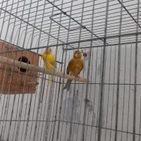 یک جفت قناری فروشی|پرنده|مهر, |دیوار